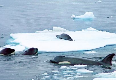 צילום: Ingrid Visser - Seapics.com