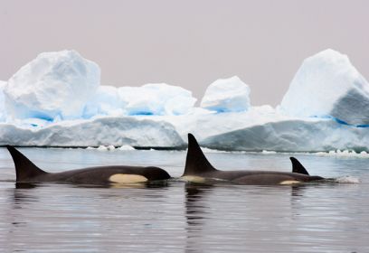 צילום: Steven Kazlowski - Sea pics.com