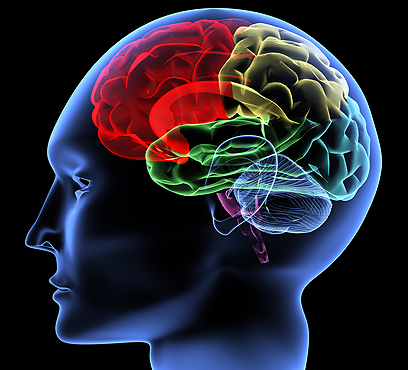 בבתי ספר מתמקדים בעיקר בצד השמאלי של המוח (צילום: Shutterstock) (צילום: Shutterstock)