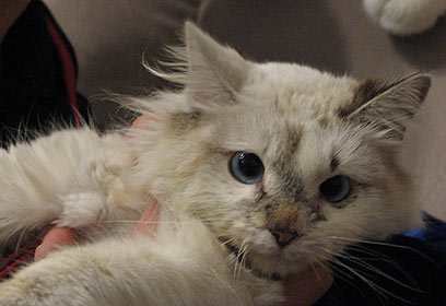 צילום: מחכה לאימוץ