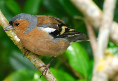 צילום: בן עמי מוסק