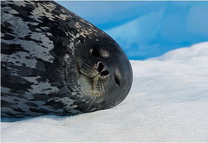 צילום: דוד מונסונגו צילום: דוד מונסונגו