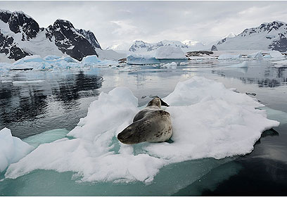 צילום: דוד מונסונגו צילום: דוד מונסונגו