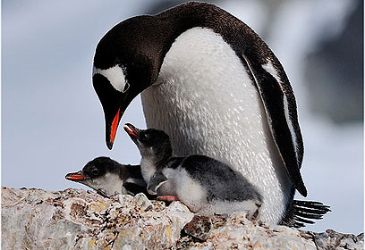 צילום: דוד מונסונגו צילום: דוד מונסונגו
