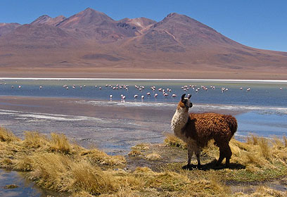 צילום: אורי נשרי צילום: אורי נשרי