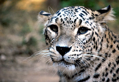 צילום: משה פילברג צילום: משה פילברג