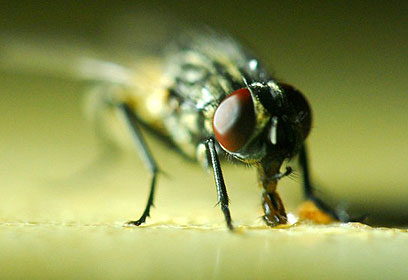 צילום: משה פילברג צילום: משה פילברג