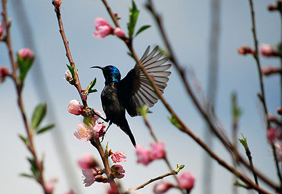 צילום: משה פילברג צילום: משה פילברג