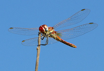 צילום: אילנה לקשטיין צילום: אילנה לקשטיין