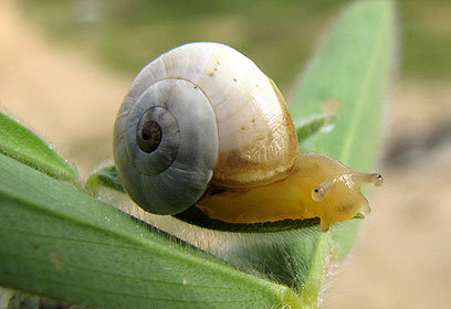 צילום: אילנה לקשטיין צילום: אילנה לקשטיין