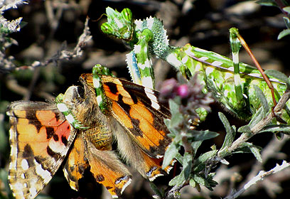 צילום: אילנה לקשטיין צילום: אילנה לקשטיין