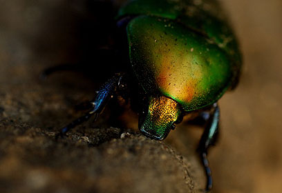 צילום: גיא גבע צילום: גיא גבע