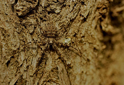 צילום: גיא גבע צילום: גיא גבע