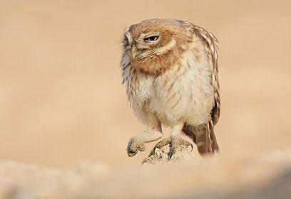צילום: נעם ארז צילום: נעם ארז