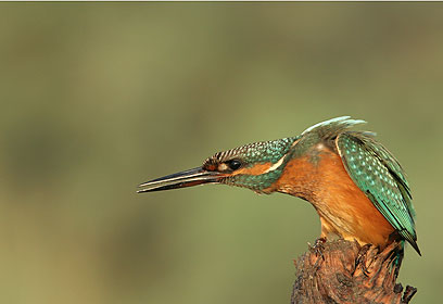 צילום: נעם ארז צילום: נעם ארז