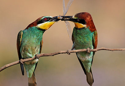 צילום: נעם ארז צילום: נעם ארז