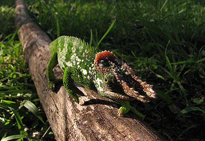 צילום: אמיר ורמוס צילום: אמיר ורמוס