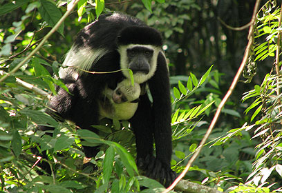 צילום: אמיר ורמוס צילום: אמיר ורמוס