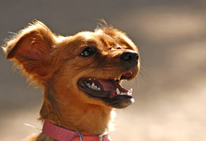 צילום: מחכה לאימוץ