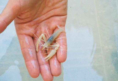 צילום: גן החיות התנ"כי י-ם