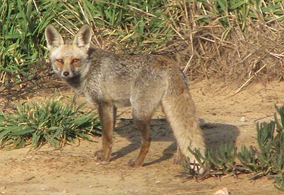 צילום: חגי יוחנן, רשות הטבע והגנים