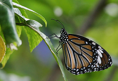 צילום: לילך וייס