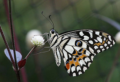 צילום: לילך וייס