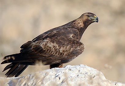 צילום: משה אליהו