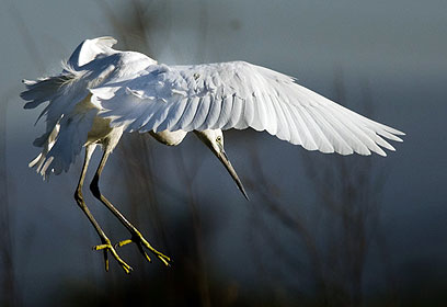 צילום: משה אליהו