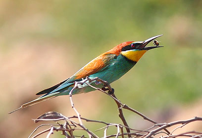 צילום: פיני חמו