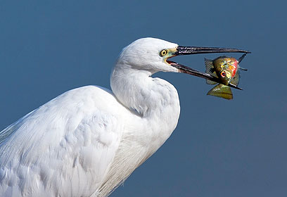 צילום: פיני חמו