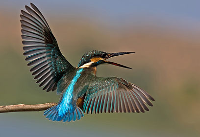 צילום: פיני חמו
