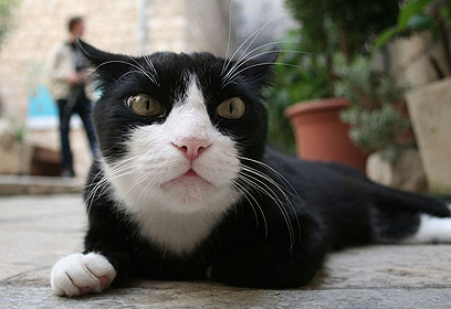 צילום: אסף שוסטר