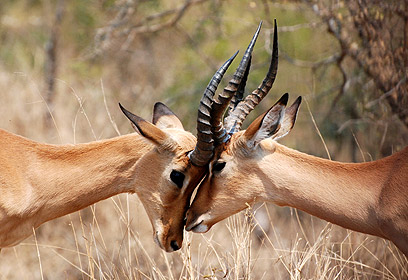 צילום: דורית ברקוביץ