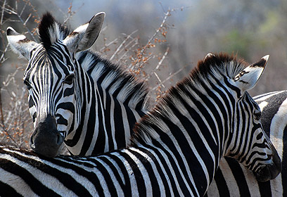 צילום: דורית ברקוביץ