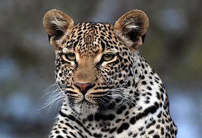 צילום: דורית ברקוביץ