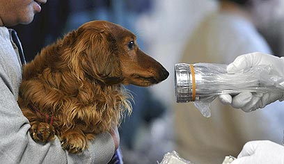 צילום:AP צילום:AP