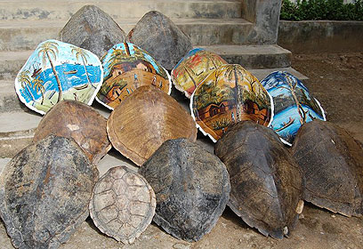 צילום: The Last Great Ape Organization