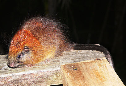 צילום: Lizzie Noble/ProAves