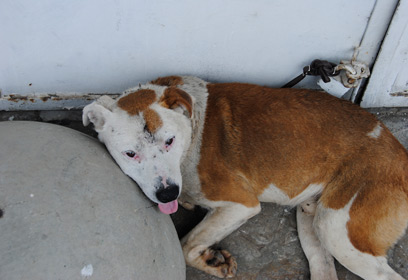 צילום: משטרת כפר-סבא צילום: משטרת כפר-סבא