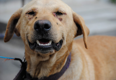 צילום: משטרת כפר-סבא צילום: משטרת כפר-סבא