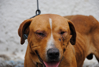 צילום: משטרת כפר-סבא צילום: משטרת כפר-סבא