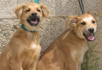 צילום: מחכה לאימוץ צילום: מחכה לאימוץ