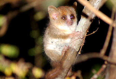 צילום: Louise Jasper / WWF Madagascar