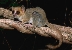 (צילום: Harald Schuetz / WWF Madagascar)