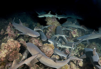 צילום: דני וינברג צילום: דני וינברג