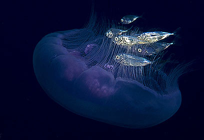 צילום: דני וינברג