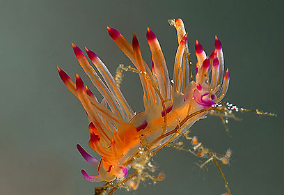 צילום: דני וינברג