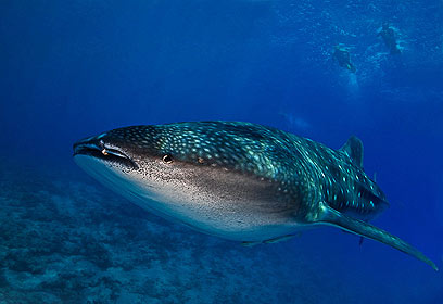 צילום: דני וינברג צילום: דני וינברג