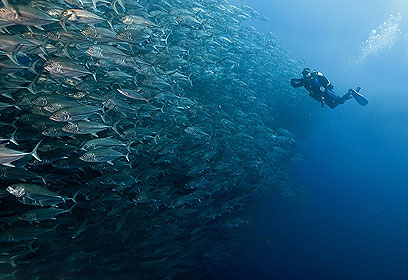 צילום: דני וינברג צילום: דני וינברג